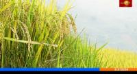 மகாவலி பெரும்போகம் முன்கூட்டியே ஆரம்பம்